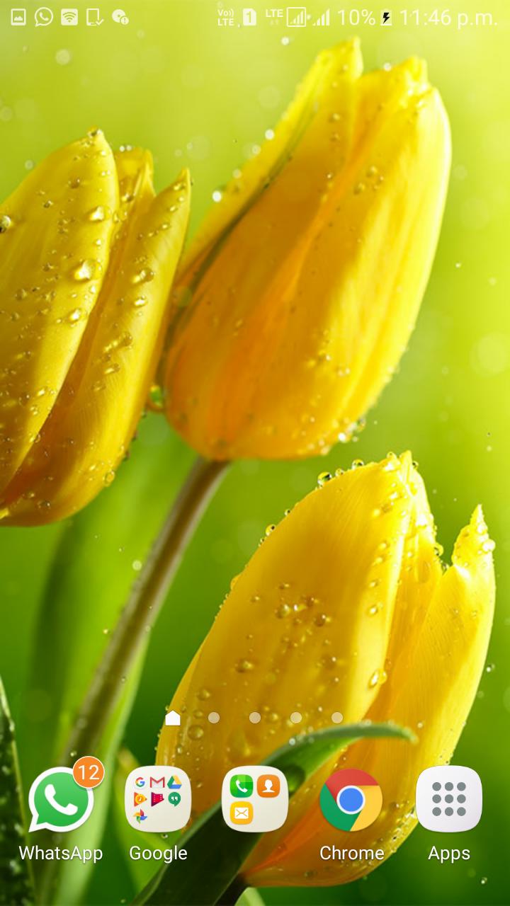 Tulips Live Wallpaper