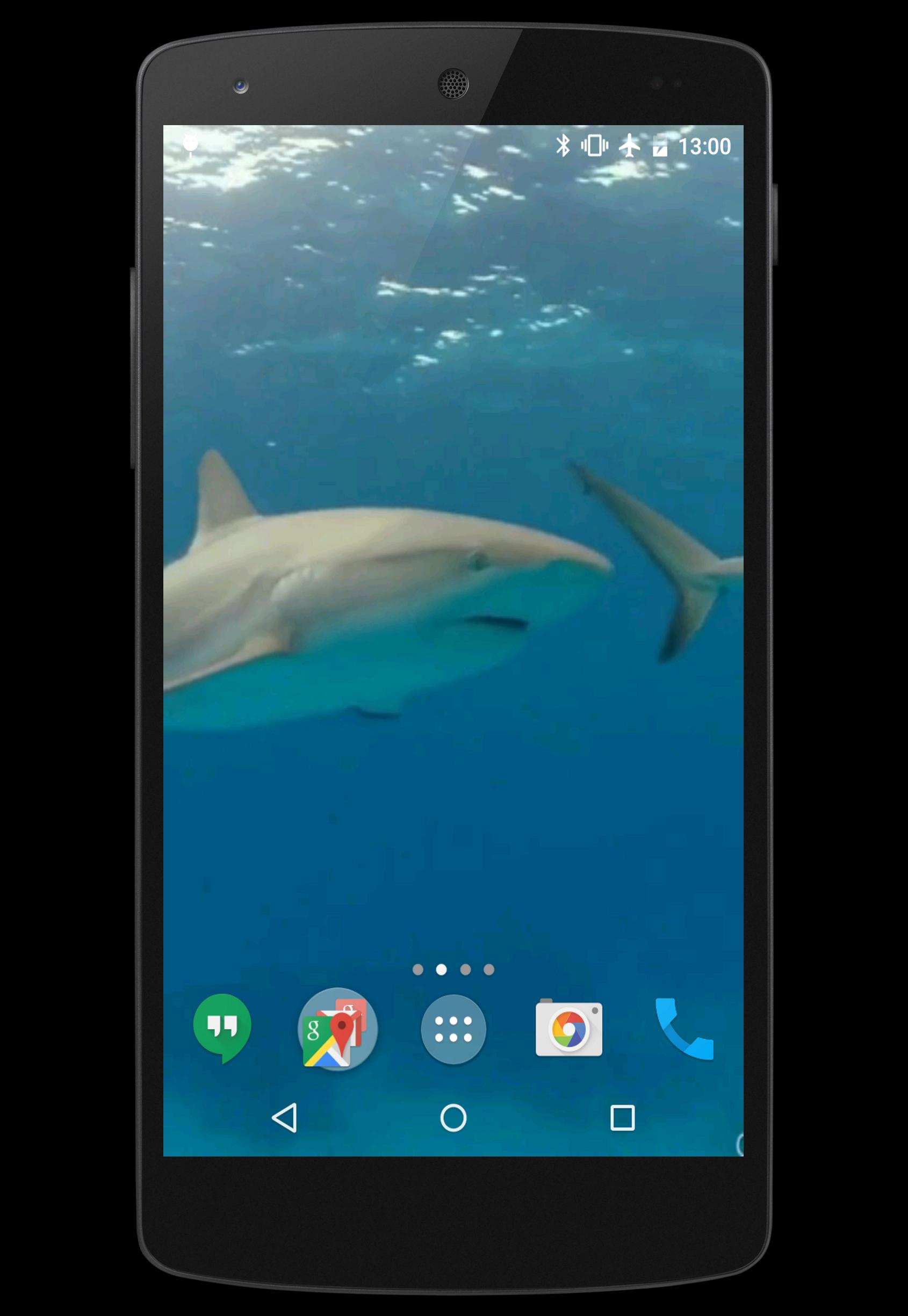 Sharks Video Live Wallpaper