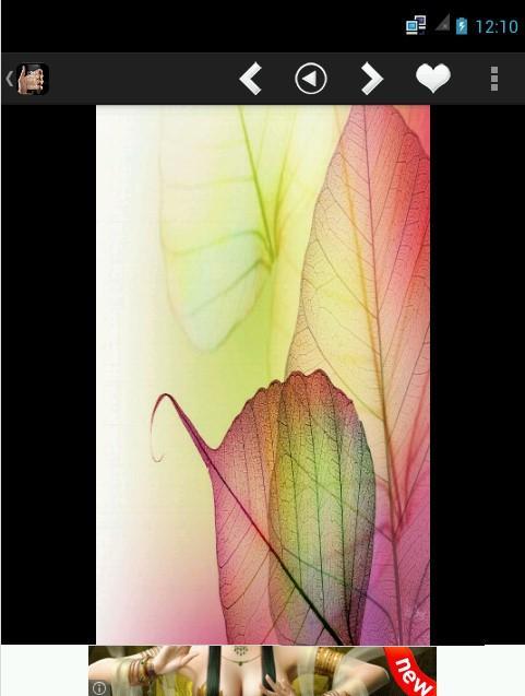 Tembus Pandang Wallpaper